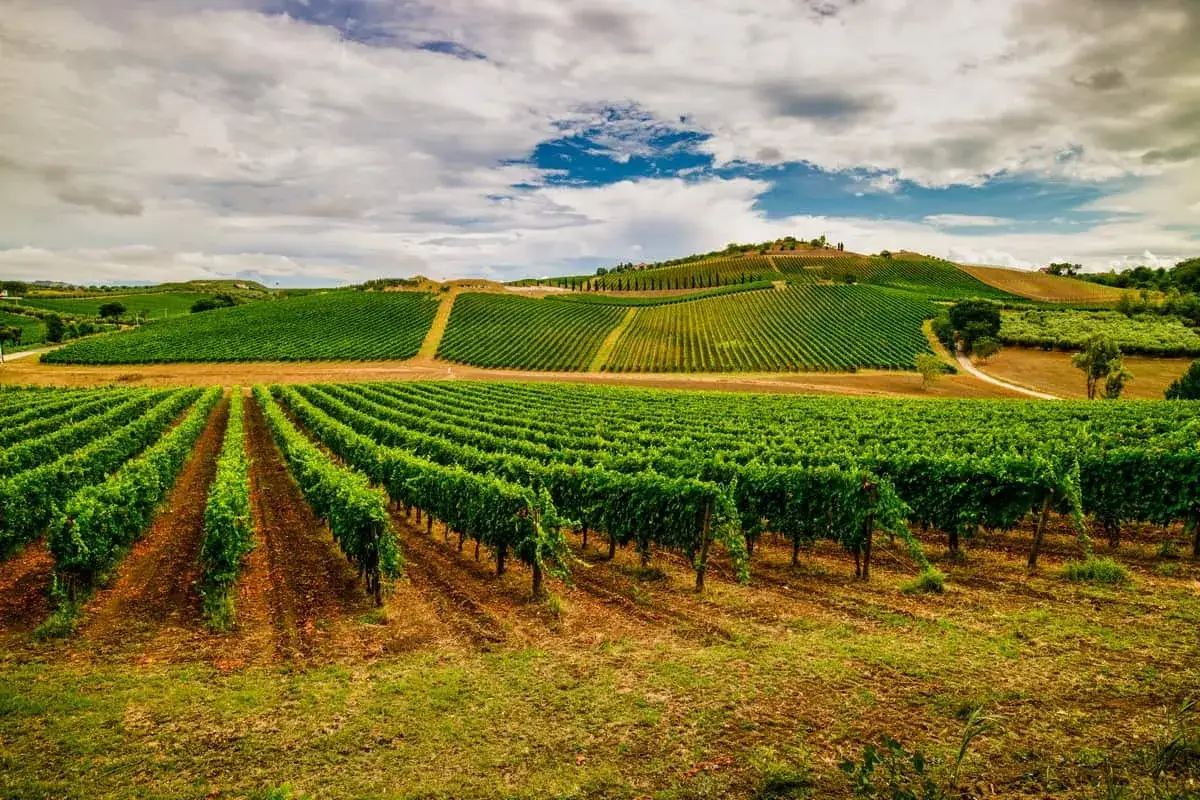 Vigneti rigogliosi sotto un cielo nuvoloso, un paesaggio che evoca il Montepulciano d'Abruzzo, dove si trova questa terra fertile.