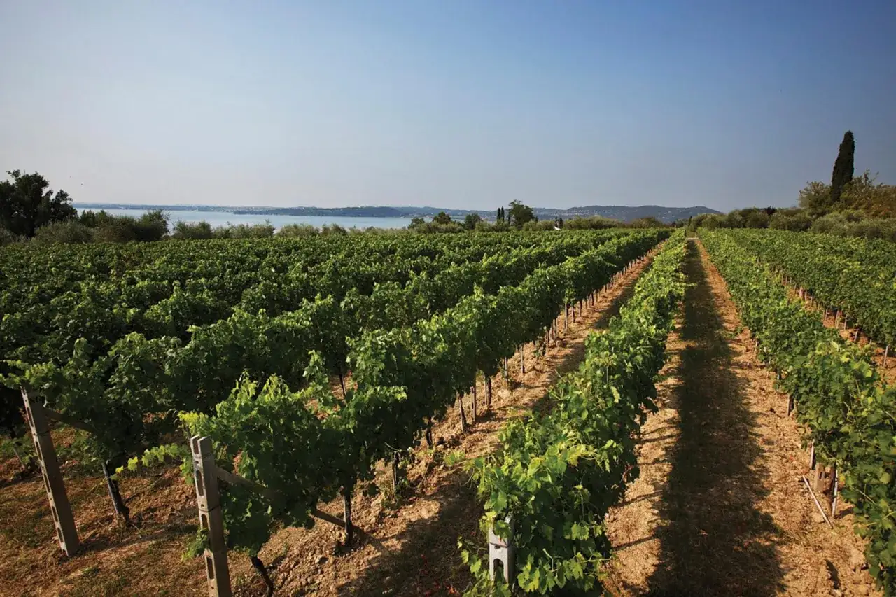 Vigneti rigogliosi di trebbiano di lugana si estendono verso un lago azzurro sotto un cielo limpido.