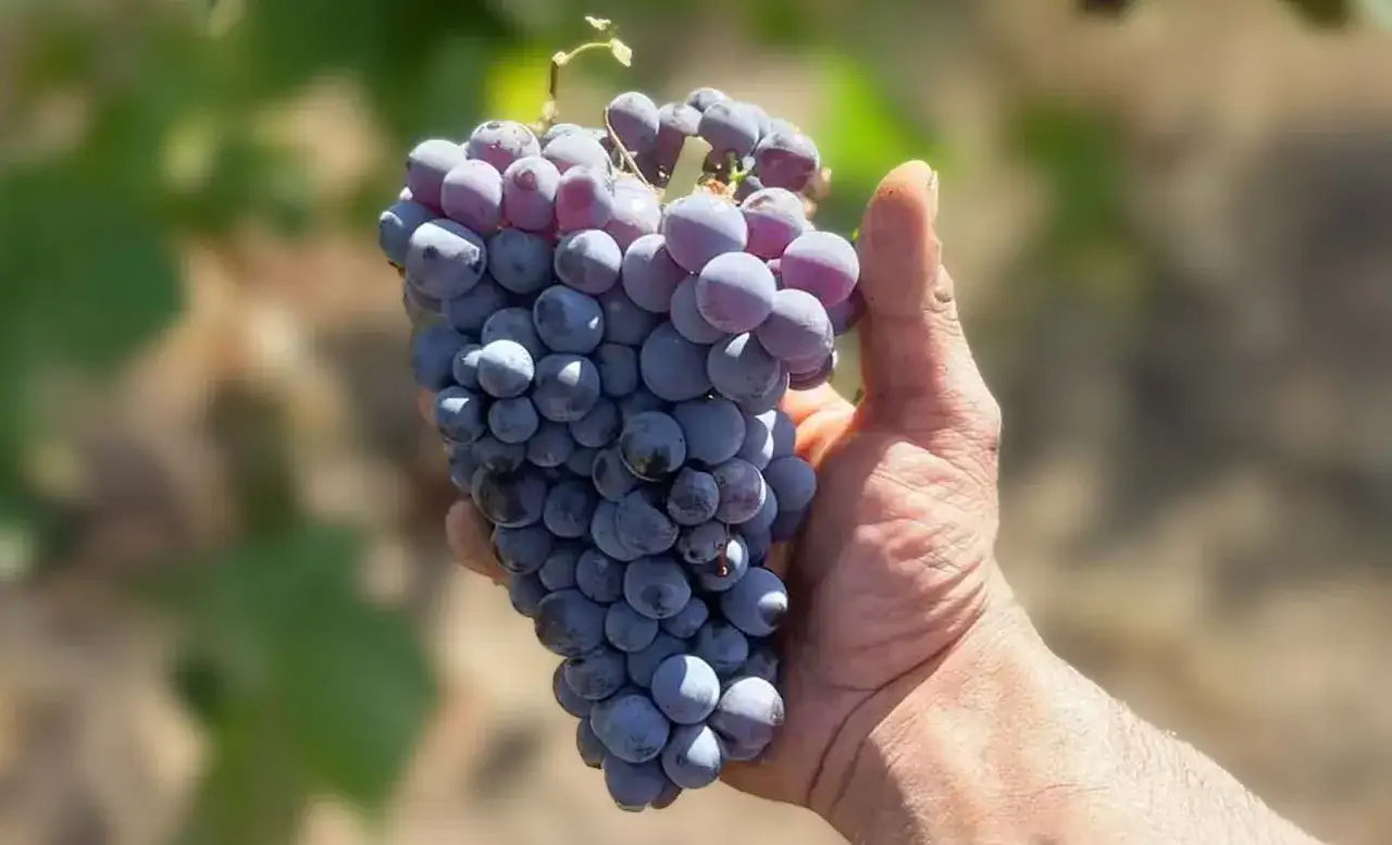 Grappolo di uva Grenache matura, tenuta in mano, pronta per diventare un ottimo vino.