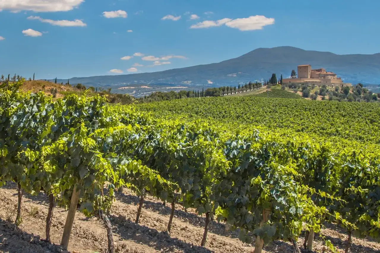 Vigneti rigogliosi sotto un cielo azzurro, con un castello in collina. Immagina i migliori vini della Rioja che nascono qui.