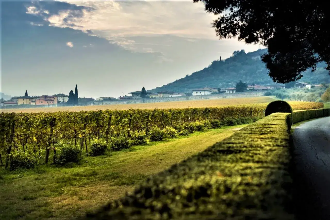 Vigneti dorati sotto un cielo nuvoloso, con un borgo sullo sfondo. La provenienza del vino Amarone è qui, tra queste colline.