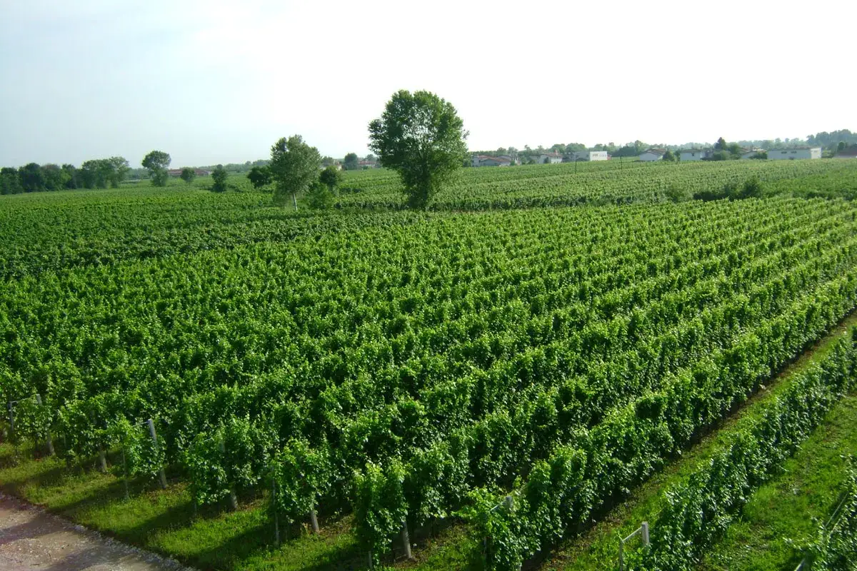 Vasto vigneto a Lison Pramaggiore, con filari ordinati che si estendono a perdita d'occhio sotto un cielo limpido.