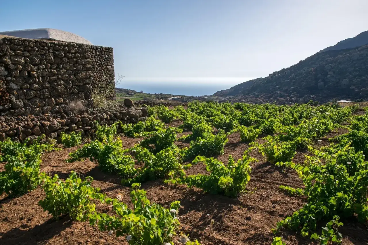 Vigneti rigogliosi su Pantelleria, con un antico muro di pietra e il mare all'orizzonte. Qui nasce il passito di Pantelleria.
