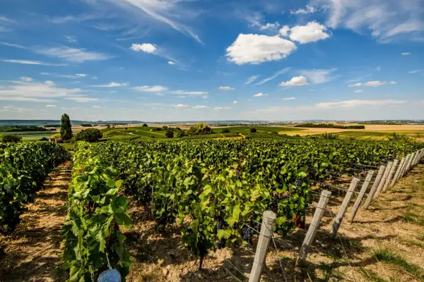 Vigneti rigogliosi sulle **Montagne de Reims** sotto un cielo azzurro con nuvole bianche. La campagna francese si estende all'orizzonte.