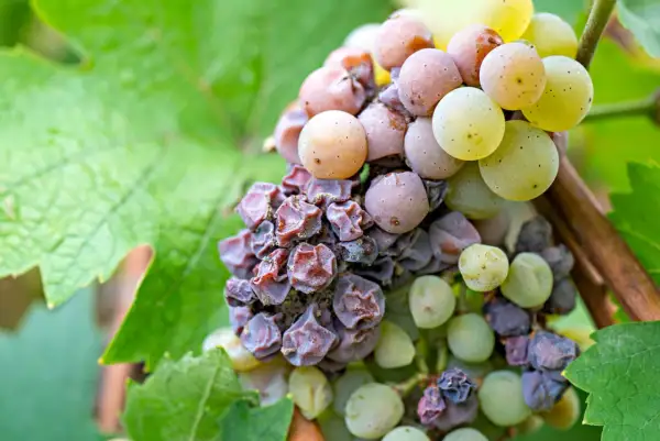 Grappoli d'uva con acini appassiti e alcuni ancora succosi, segno della presenza delle muffe nobili che donano sapori unici.