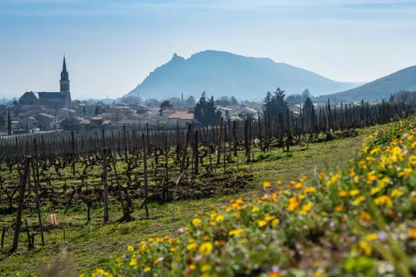 Vigneti in fiore nella valle del Rhone, con un villaggio e una chiesa sullo sfondo.