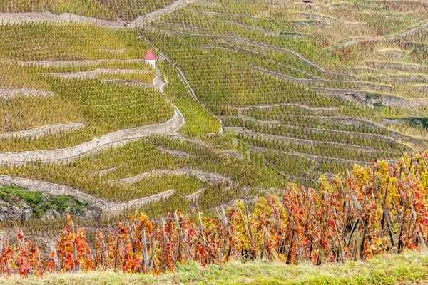 Terrazzamenti di vigneti a Vacqueyras, con un piccolo edificio rosso in cima. Le foglie autunnali creano un mosaico di colori.