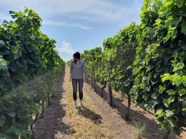 Donna cammina in un vigneto sotto un cielo azzurro, immaginando il sapore del vino canadese.