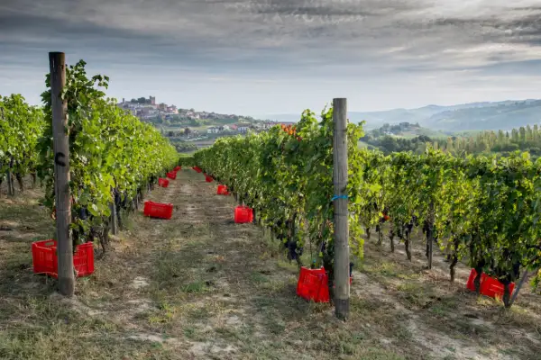 Vigneto di Nebbiolo, con grappoli scuri pronti per la raccolta e ceste rosse sparse tra i filari. In lontananza, un borgo collinare.
