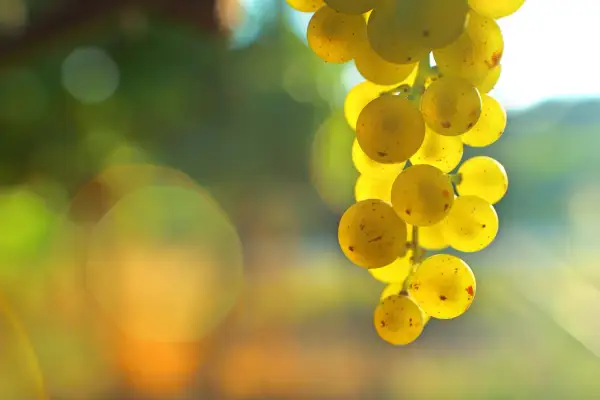 Grappolo dorato di uva Malvasia, pronto per diventare un delizioso vino.