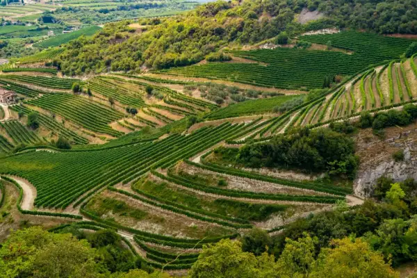 Terrazzamenti verdi di vigneti che si snodano su dolci colline, un paesaggio che evoca la ricchezza dei vini veneti.