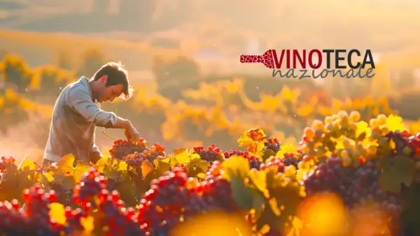 Vendemmia al tramonto: un vignaiolo raccoglie uva per i migliori vini biologici italiani. Logo Vinoteca Nazionale.