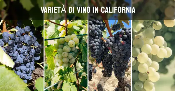 Grappoli di uva nera e bianca, che rappresentano la diversità dei vini della California, pendono dai tralci in un vigneto soleggiato.