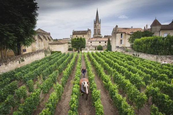 Un vigneto a Bordeaux, con un uomo e un cavallo che lavorano la terra. Le file ordinate di viti promettono le migliori annate bordeaux.