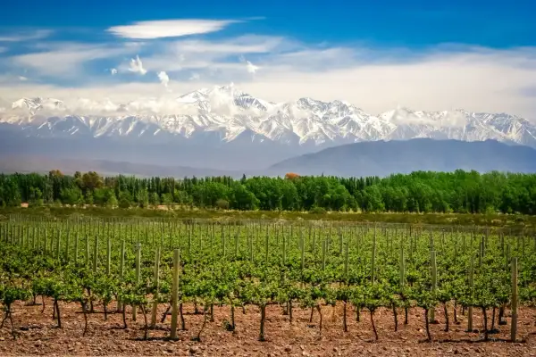 Vigneti rigogliosi sotto le maestose Ande innevate, un paesaggio che promette vini argentini famosi.