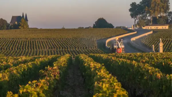 Vigneti di Saint-Estèphe al tramonto, con un trattore che lavora tra i filari e un castello sullo sfondo.