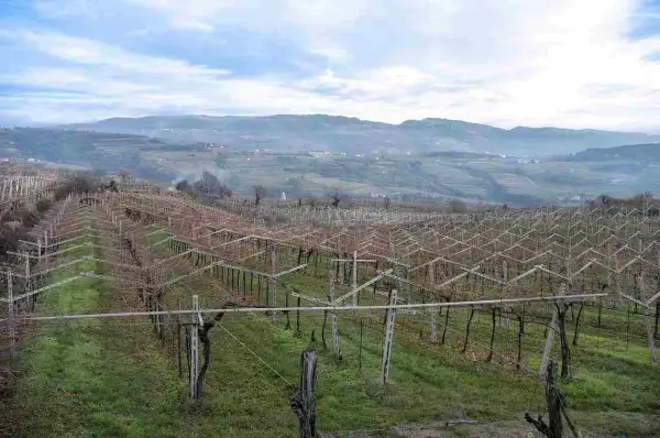 Vigneti spogli in Valpolicella, con filari ordinati che si estendono verso colline nebbiose, promettendo il futuro vino della Valpolicella.
