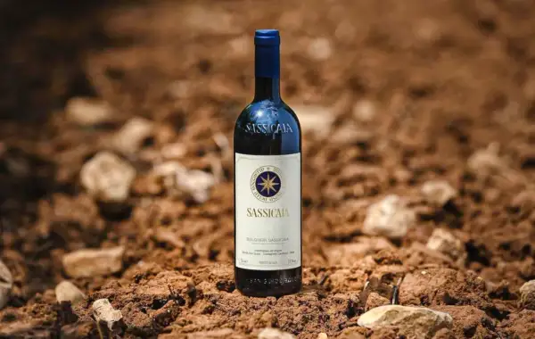 Bottiglia di Sassicaia su terreno arido, evocando la sua origine e la terra che nutre questo vino iconico.
